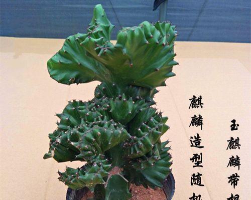 麒麟仙人掌的养殖要点是什么？