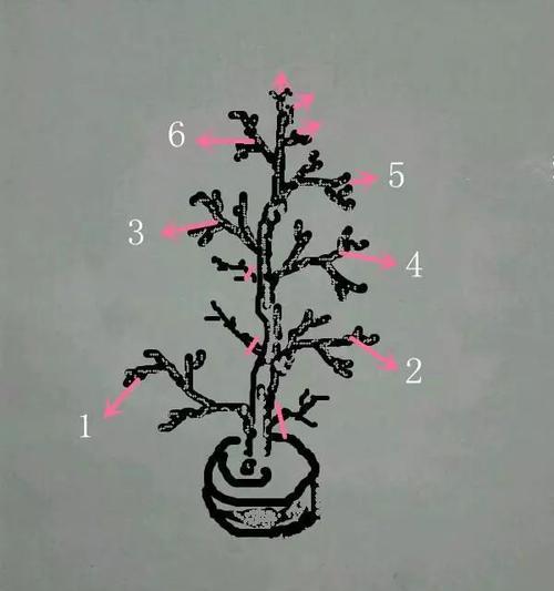盆景制作步骤是什么？初学者如何制作盆景？
