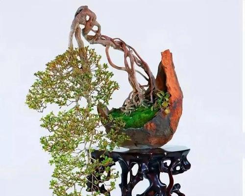 盆景制作步骤是什么？初学者如何制作盆景？