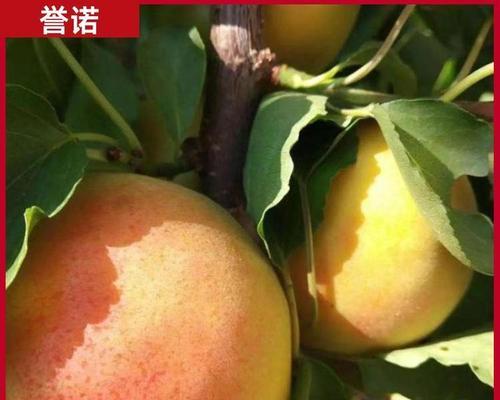 盆栽杏的种植技术有哪些？