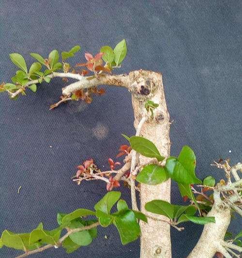 盆栽杏的种植技术有哪些？