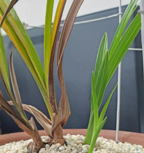 在空调房间内应该放置哪些植物？