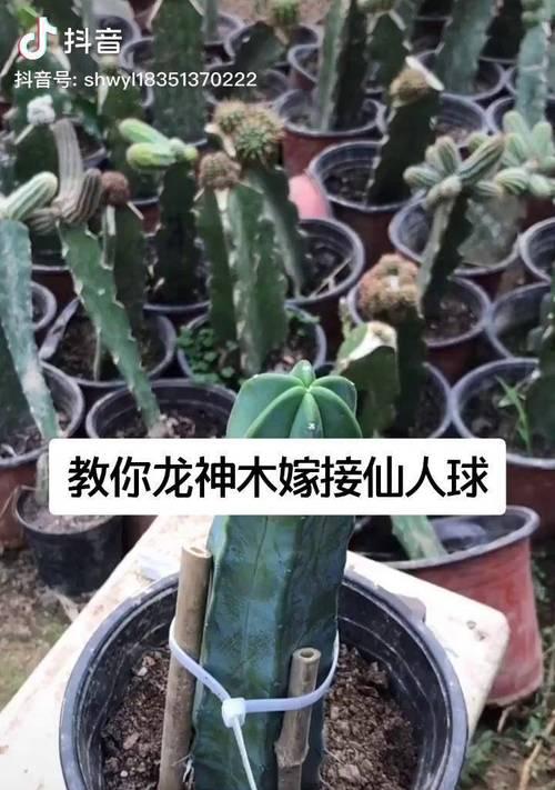 怎么嫁接仙人球？步骤是什么？