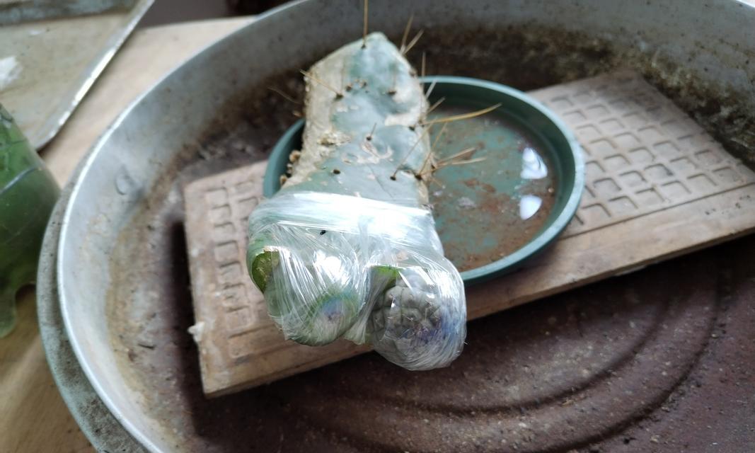 怎么嫁接仙人球？步骤是什么？