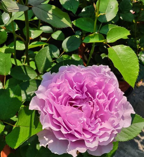 哪些花的花期比较长？长花期花卉的选择和养护方法是什么？