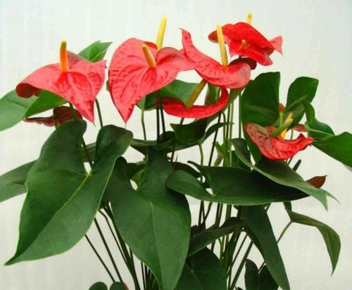 哪些花的花期比较长？长花期花卉的选择和养护方法是什么？