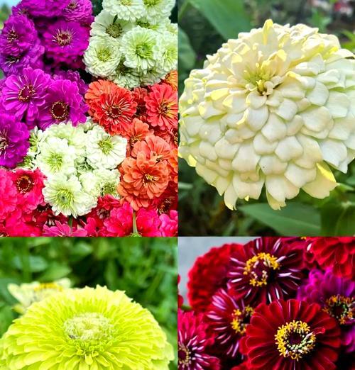 哪些花的花期比较长？长花期花卉的选择和养护方法是什么？