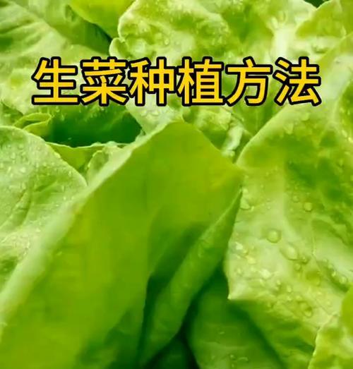生菜的种植步骤和技巧有哪些？