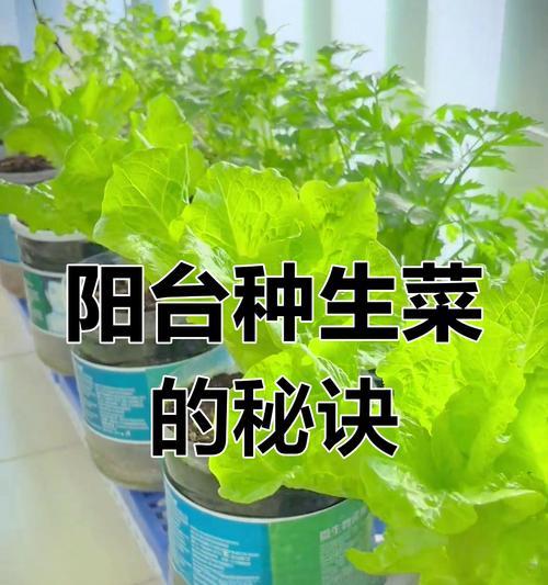 生菜的种植步骤和技巧有哪些？