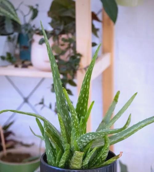 哪些花卉既好养又无毒？适合家庭种植的无毒花卉推荐？