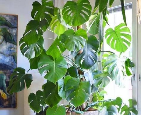 哪些花卉既好养又无毒？适合家庭种植的无毒花卉推荐？