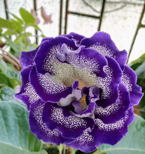 哪些花卉既好养又无毒？适合家庭种植的无毒花卉推荐？