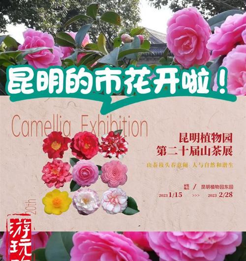 昆明市的市花是什么？昆明市花的象征意义有哪些？