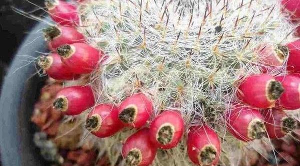 仙人球有哪些种类？如何区分不同品种？