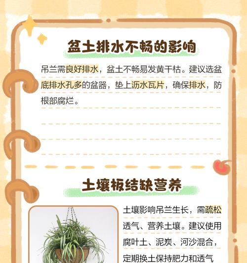 吊兰叶尖干枯的解决方法有哪些？