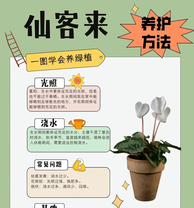 仙客来花卉对家居环境有哪些好处？