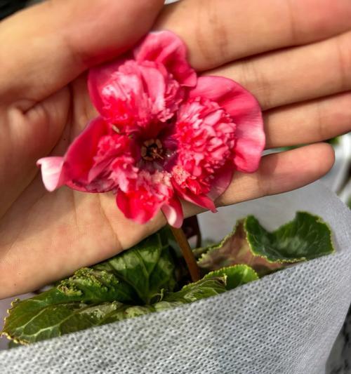 仙客来花卉对家居环境有哪些好处？