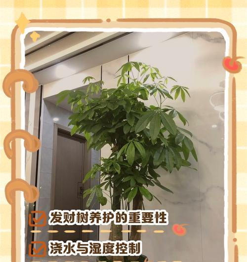 迷你发财树的养殖方法和注意事项？