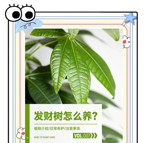 迷你发财树的养殖方法和注意事项？