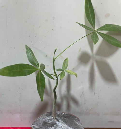 迷你发财树的养殖方法和注意事项？