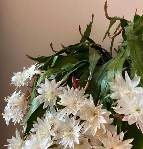 昙花品种有哪些？如何挑选最适合的昙花？