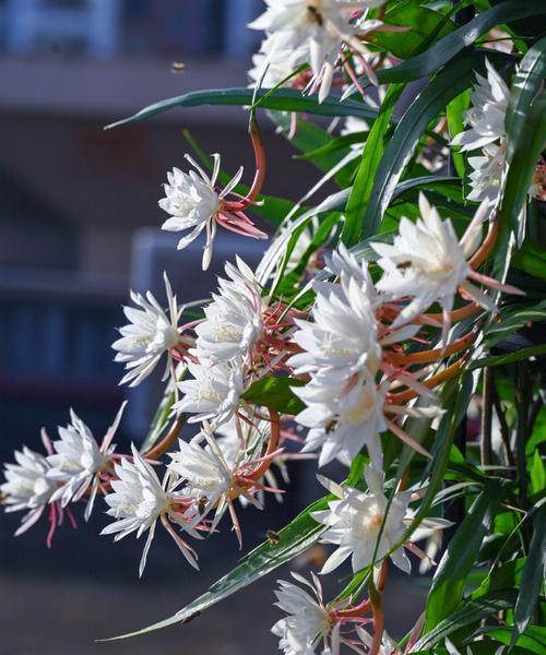 昙花品种有哪些？如何挑选最适合的昙花？