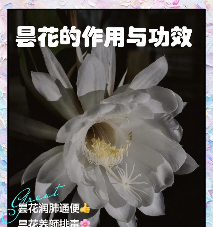 昙花品种有哪些？如何挑选最适合的昙花？