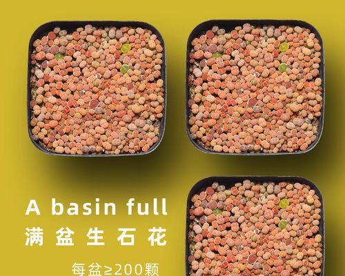 生石花有哪些品种？生石花品种大全及特点是什么？