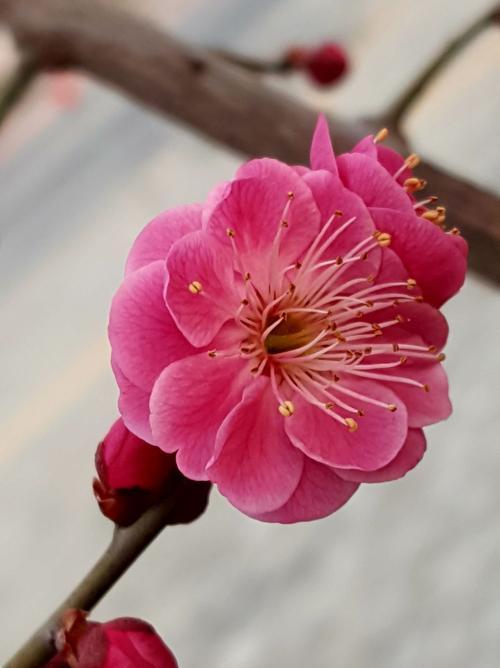 梅花有哪些品种？梅花的形态特征是什么？
