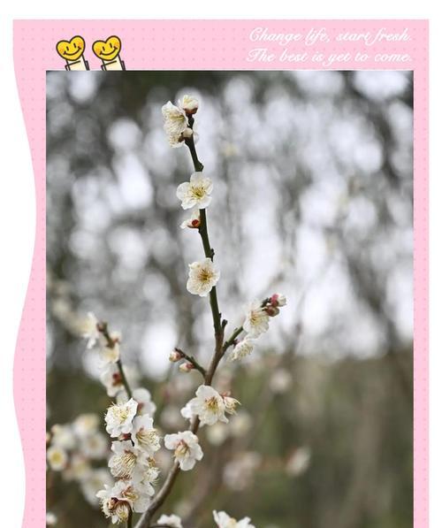 梅花有哪些品种？梅花的形态特征是什么？