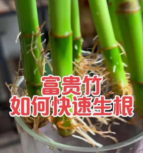 富贵竹发芽的技巧和常见问题解答？