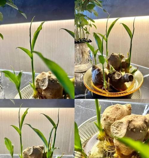 富贵竹发芽的技巧和常见问题解答？