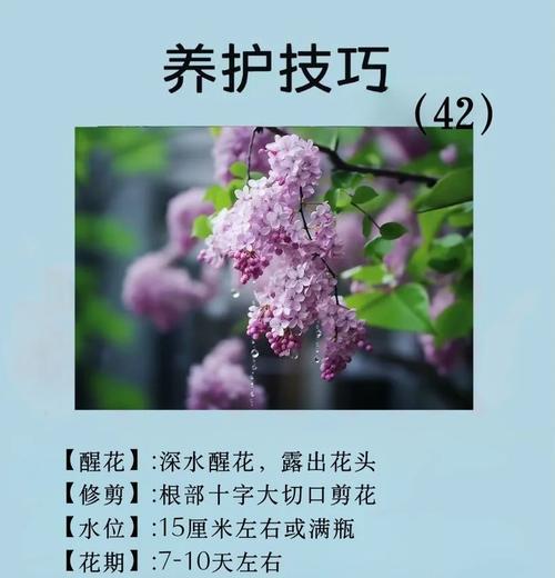 丁香的养护方法和注意事项是什么？