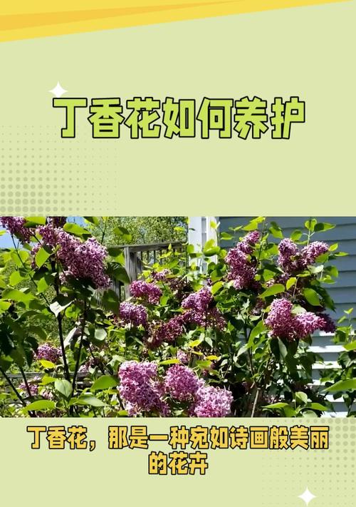 丁香的养护方法和注意事项是什么？