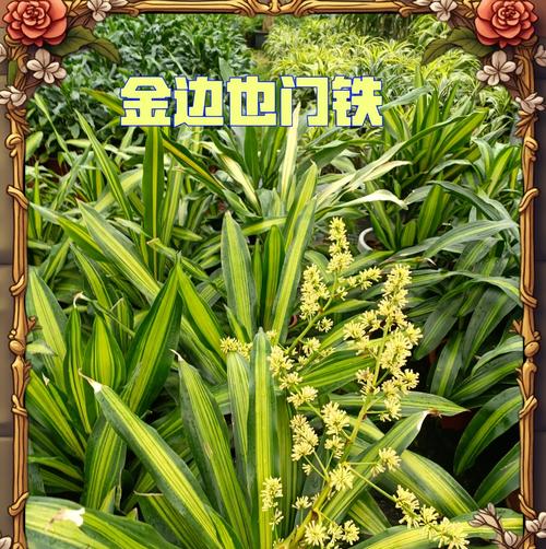 也门铁叶子发黄的解决方法是什么？
