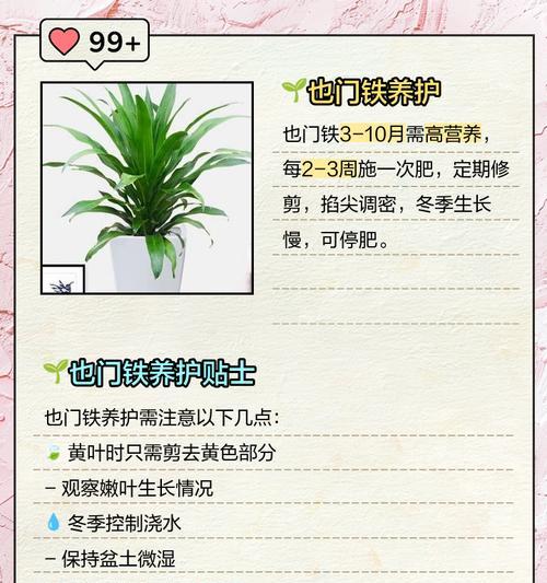 也门铁叶子发黄的解决方法是什么？