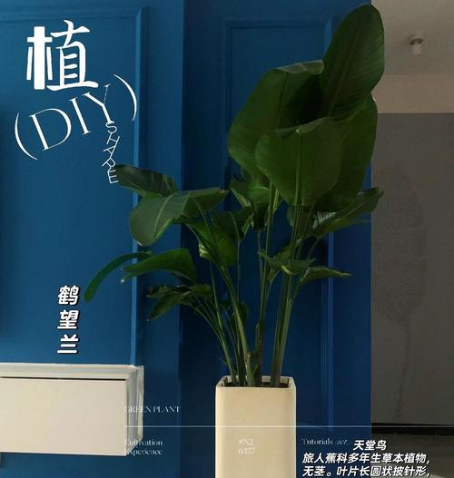 鹤望兰的养殖技巧和常见问题解答？