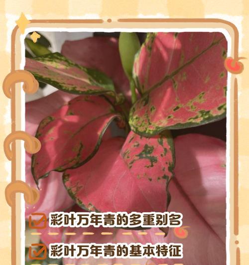 万年青有哪些作用和功效？