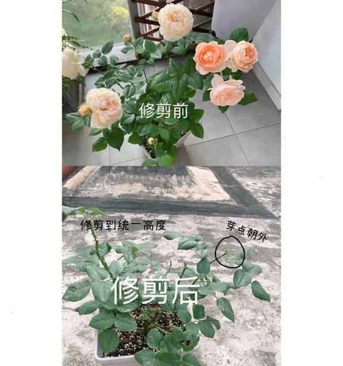 藤本月季修剪技巧有哪些？