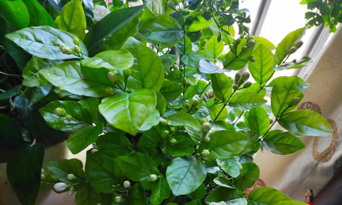 家里养茉莉需要注意什么？如何保持茉莉花香？