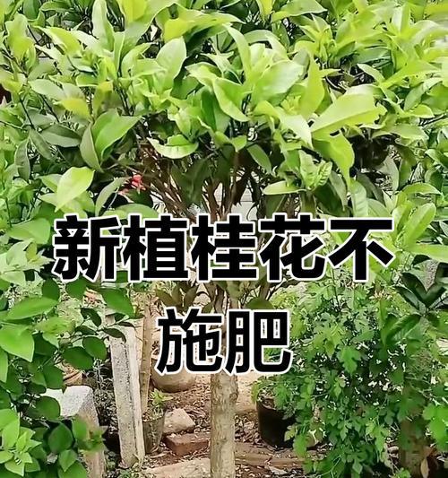 桂花树施肥的最佳时间和方法是什么？