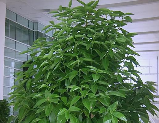 植物有哪些？室内空气净化效果好的植物推荐？