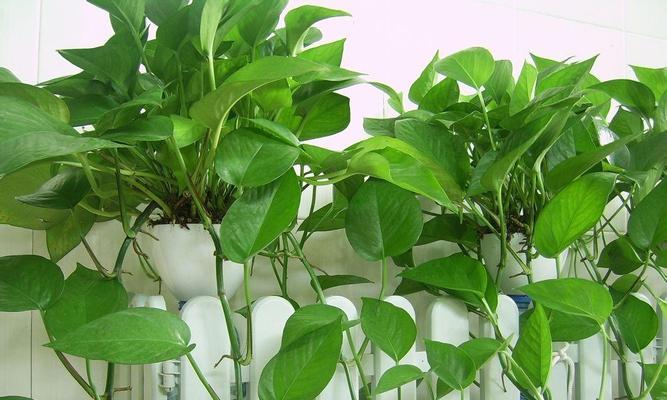 植物有哪些？室内空气净化效果好的植物推荐？