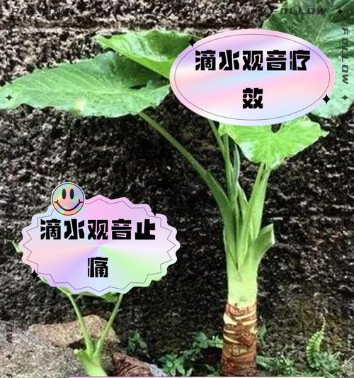 滴水观音如何培养得更粗壮？