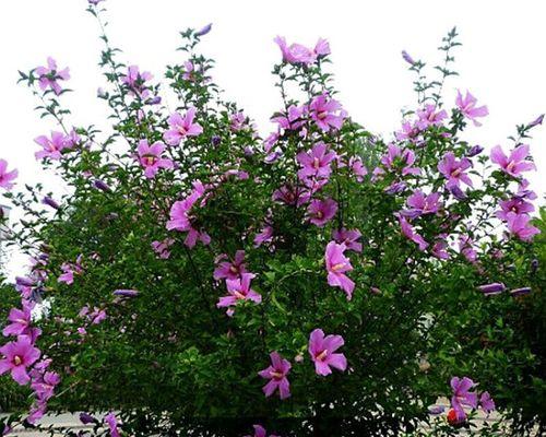 木槿花的种植步骤和技巧是什么？