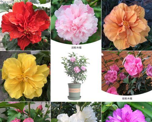 木槿花的种植步骤和技巧是什么？