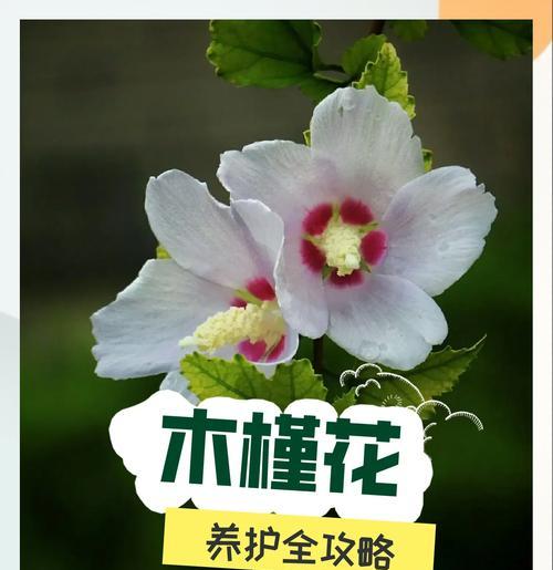 木槿花的种植步骤和技巧是什么？