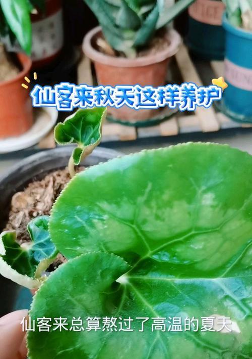 仙客来秋季养护要点是什么？