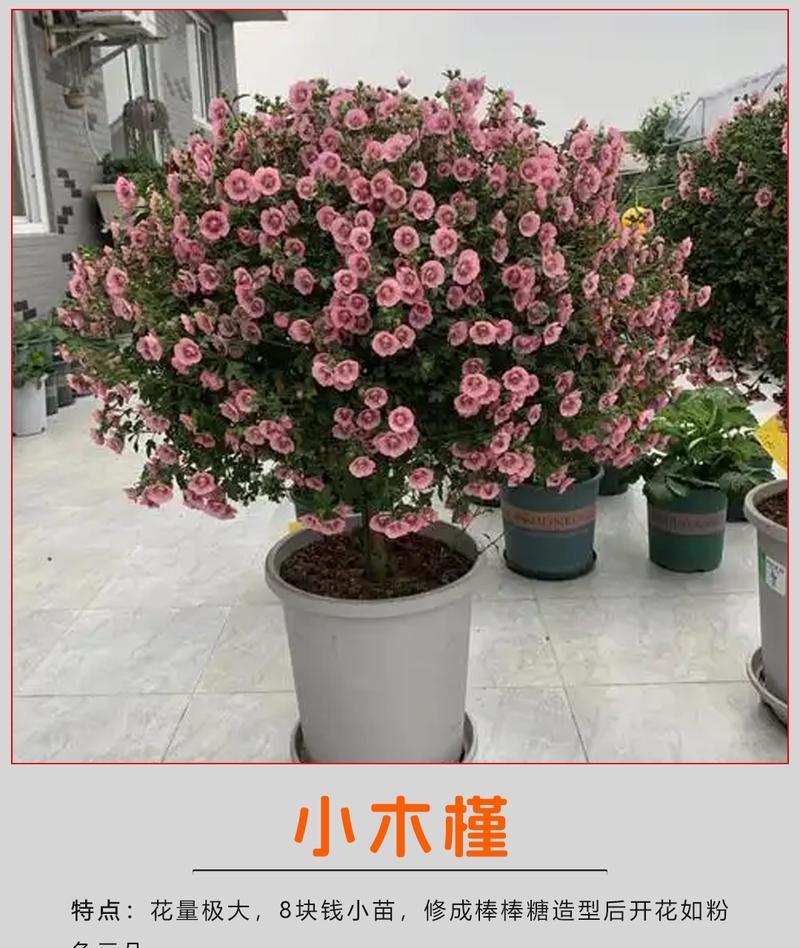 花卉名贵品种有哪些？如何进行养护和管理？