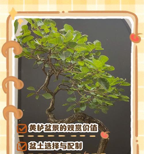 盆景养根的正确方法和注意事项？